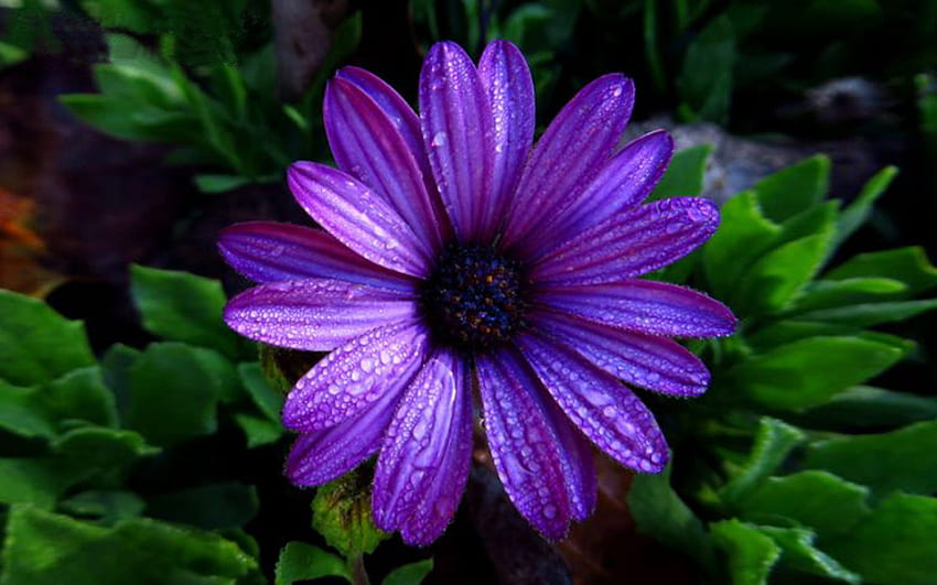 Aster Blume dunkel lila Farbe mit Wassertröpfchen voll, dunkel lila Blüten HD-Hintergrundbild