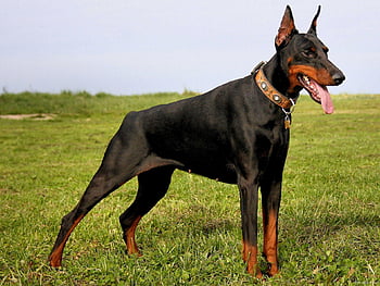 are doberman dogs dangerous