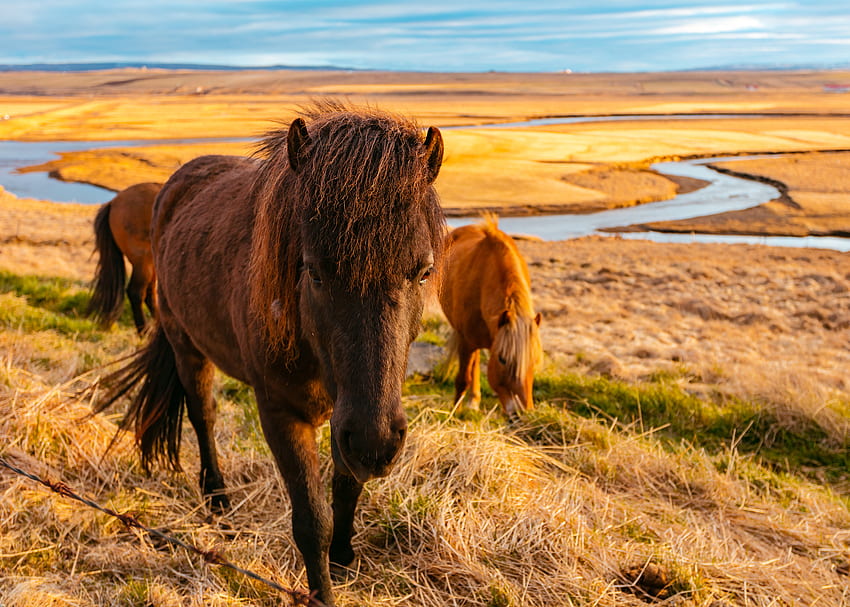 Zwierzęta, trawa, konie, pole Tapeta HD