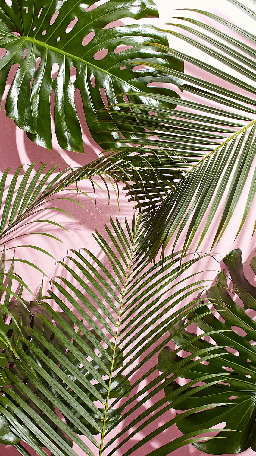 Palm Tree Pink Sunset Wallpaper Iphone Wallpaper Hugohdcom For Iphone   फट शयर