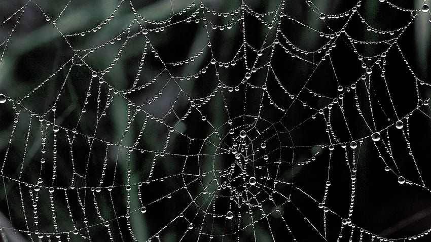 Spider Web background, Cartoon Spider Web HD wallpaper