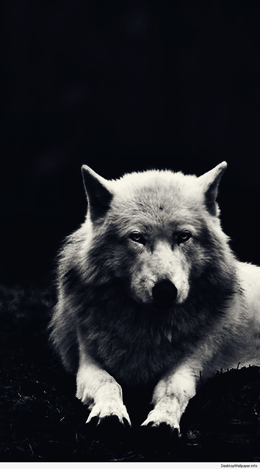 Wolf Wallpaper Photos, Download The BEST Free Wolf Wallpaper Stock Photos &  HD Images
