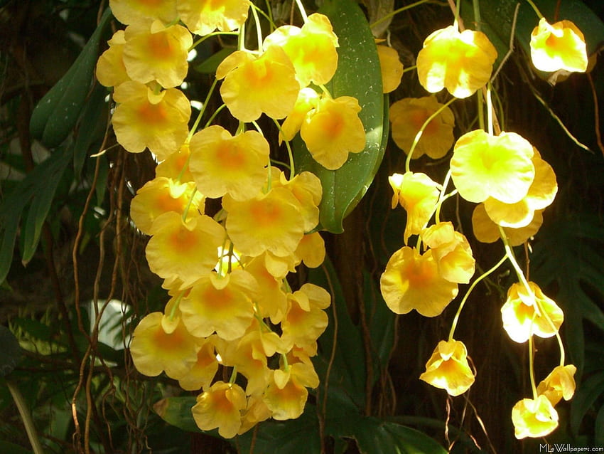 Gelb. Hängende Orchidee, gelbe Orchidee, Florablumen, orange Orchidee HD-Hintergrundbild