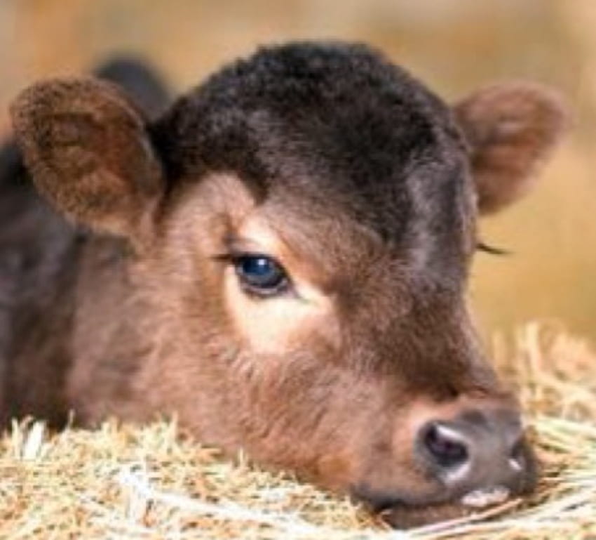 Newborn Calf, Animals, Newborn, Cows, graphy, Calf HD wallpaper