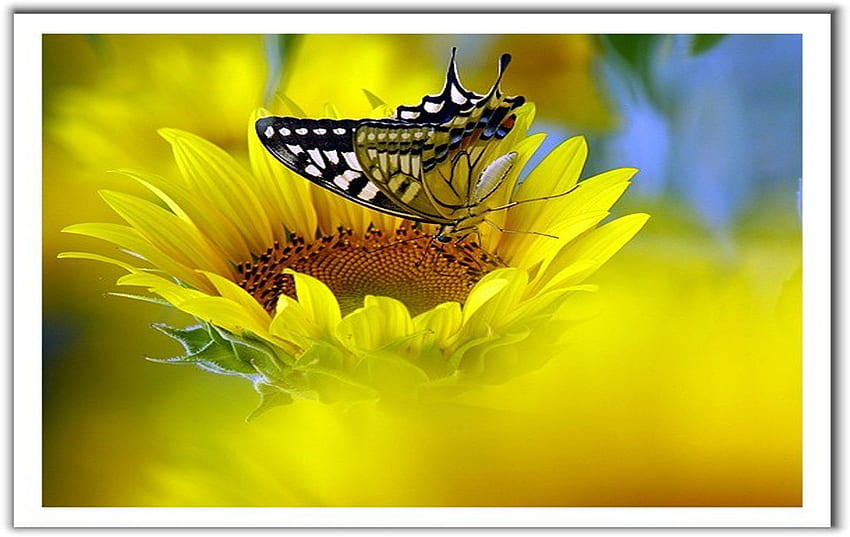 Butterfly Effect, butterfly, effect HD wallpaper
