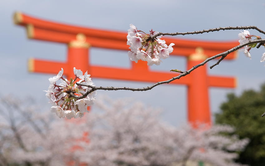 Jeffrey Friedl's Blog Sakura and the Main Gate of the Heian Shrine, Kyoto Cherry Blossom HD wallpaper