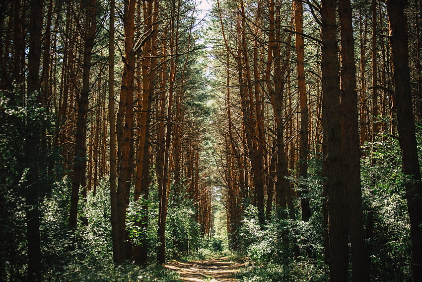 Natura, drzewa, las, ścieżka, szlak Tapeta HD