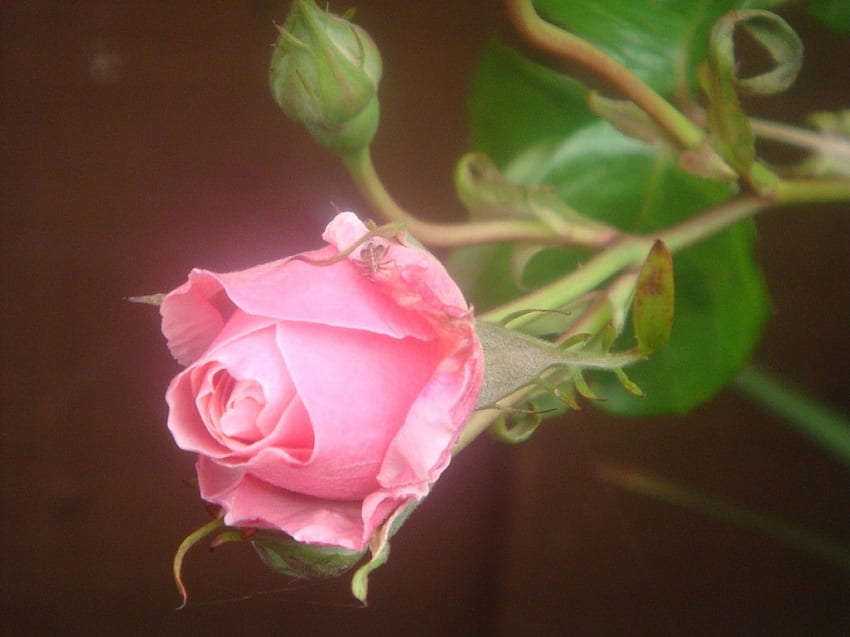 Pink rose, flowers, roses HD wallpaper