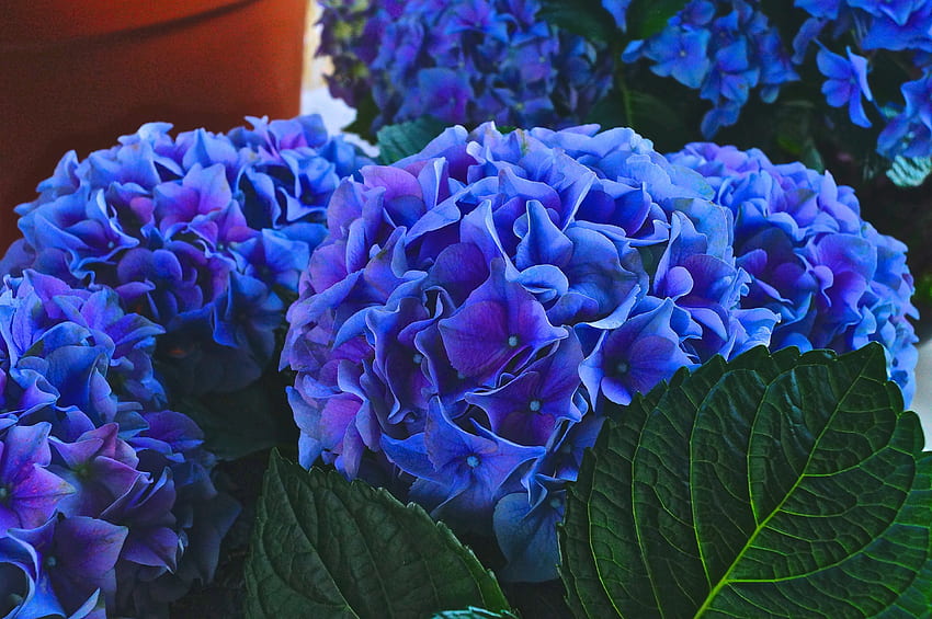 Hydrangea, violet flowers, leaves, close up HD wallpaper