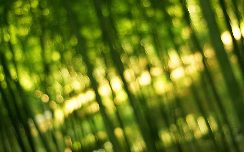Macro, Shine, Light, Greens, Bamboo, Bokeh, Boquet HD wallpaper