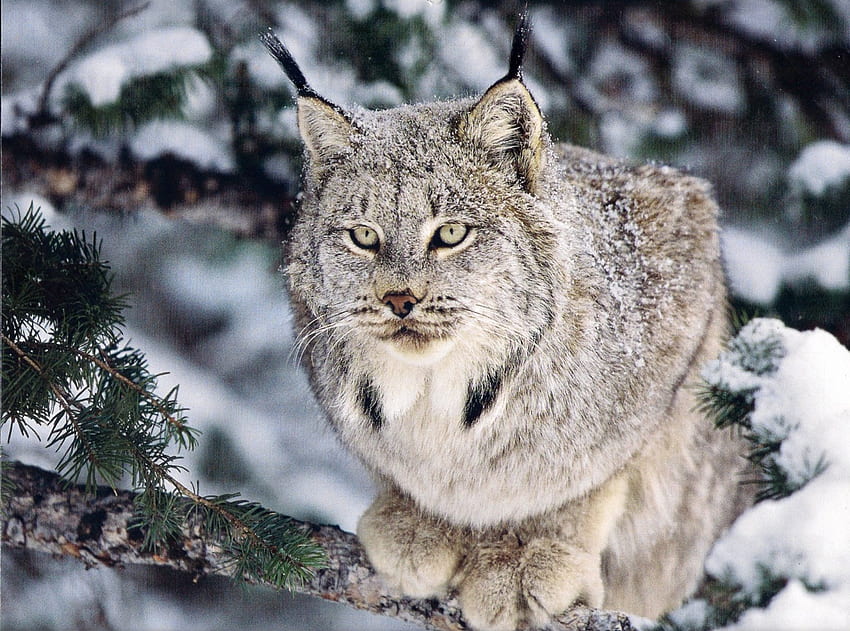 Canada Lynx, animal, lince, gris, nieve, canadá fondo de pantalla