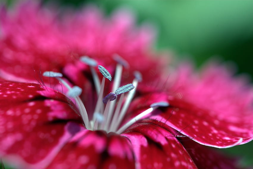 Blume, Makro, hell, Staubblätter, Blütenblatt HD-Hintergrundbild