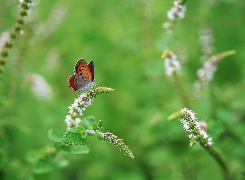 KUPU-KUPU HIJAU, kupu-kupu, taman, hijau, serangga, bunga Wallpaper HD