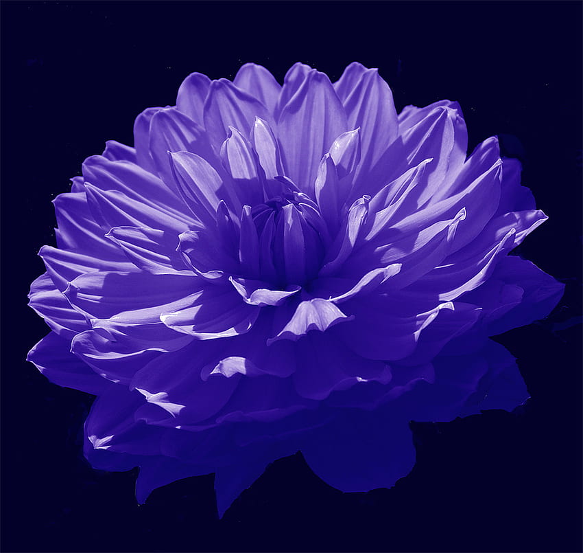 Growing Dahlias: cubit: Discussion of Colors, Forms or Varieties forum: Blue Dahlia HD wallpaper