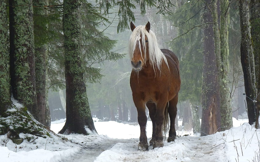Cavalo na floresta de inverno, inverno, cavalo, neve, árvores, floresta papel de parede HD