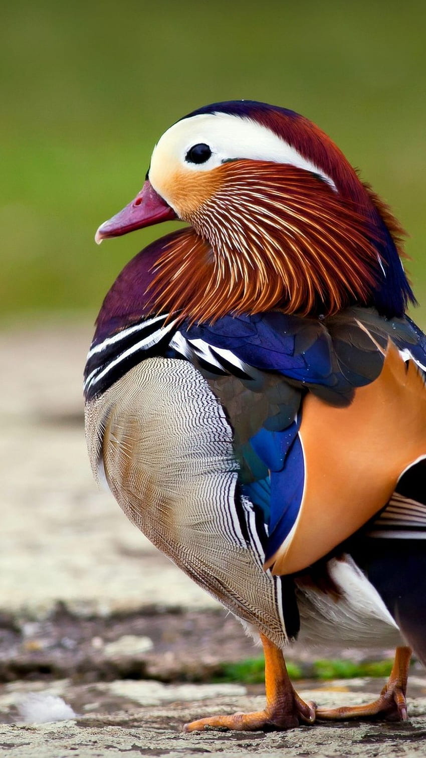 burung dan binatang, Bebek Mandarin wallpaper ponsel HD