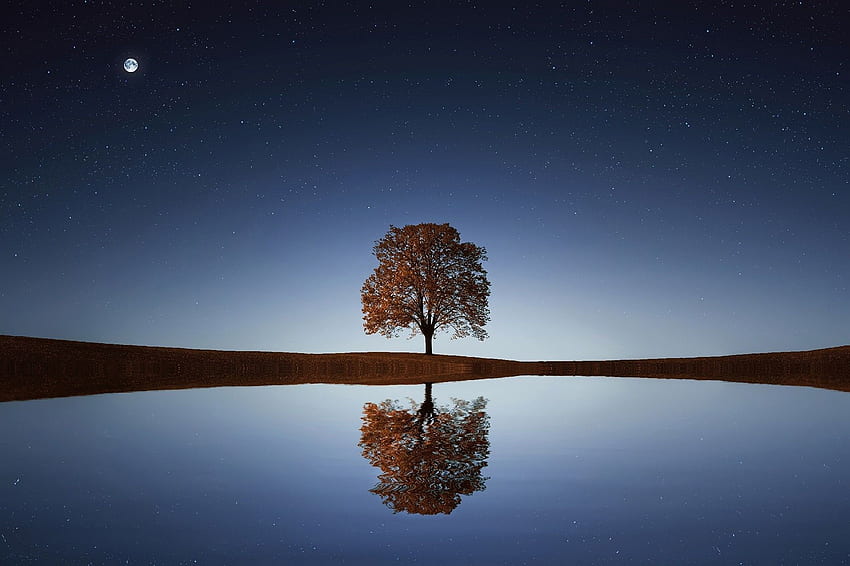 Tree on Calm Lake . Fotos de paisagem HD wallpaper