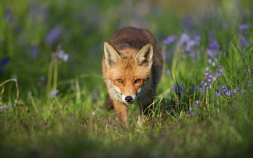 Fox, animal, vulpe, nature HD wallpaper