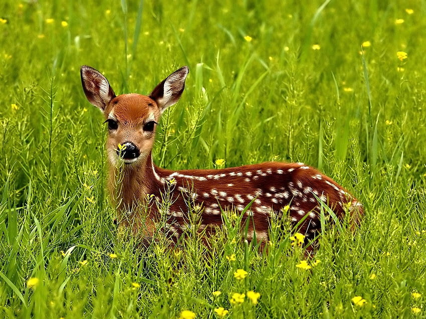 Animals, Grass, Spotty, Spotted, Hide, Fawn, Lurk HD wallpaper