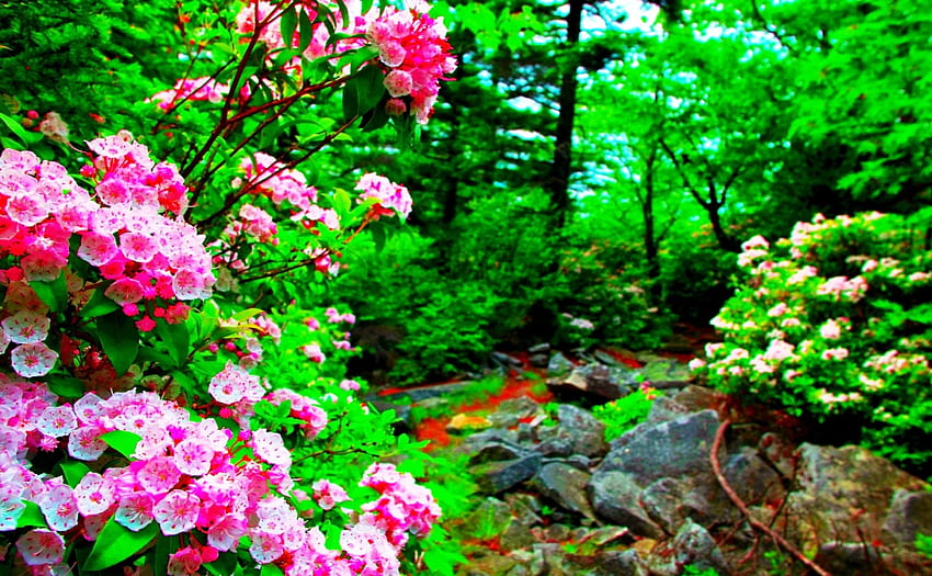 春の山道、動物、カラフル、鳥、植物、グラフィック、色、春、野生、ジャングル、山、山道、息をのむような、楽園、新鮮な、岩、木、風景、緑の自然、ピンク色の春、自然、空、森 、素晴らしさ 高画質の壁紙
