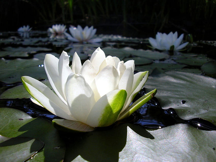 water lily floating, water, water lily, flower HD wallpaper