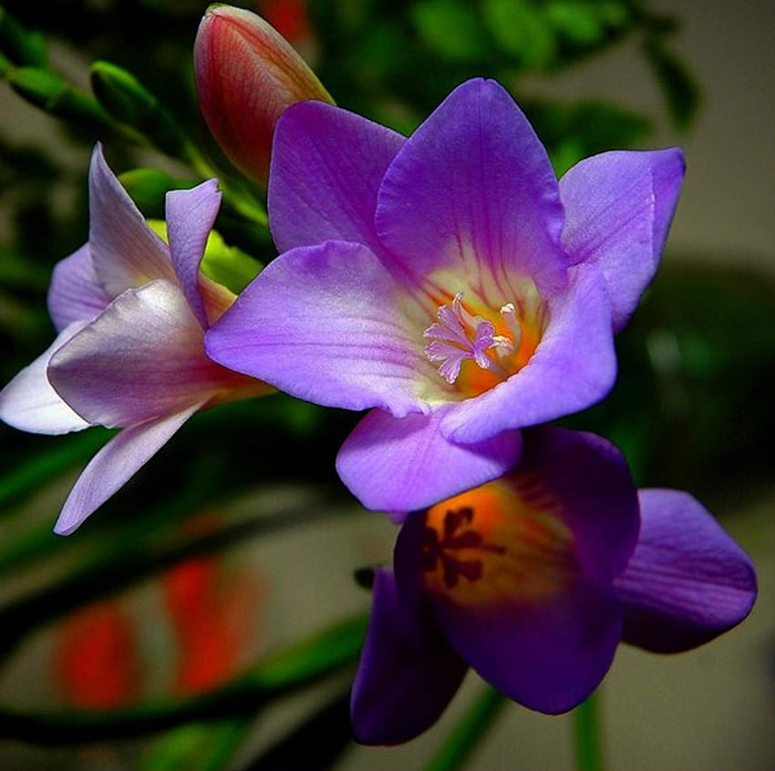 Lovely Color, purple, garden, lovely, flower HD wallpaper