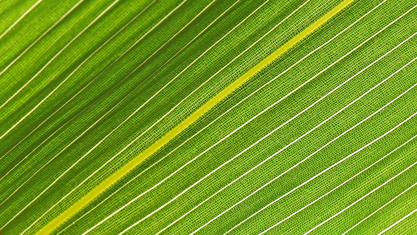 Veins of green leaf, close up HD wallpaper