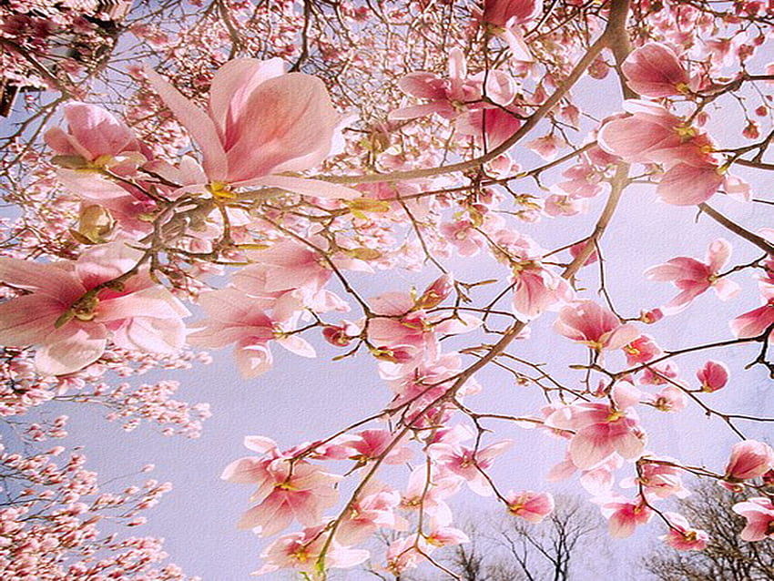 Blossoms on blue, blue sky, pink, spring, blossoms HD wallpaper