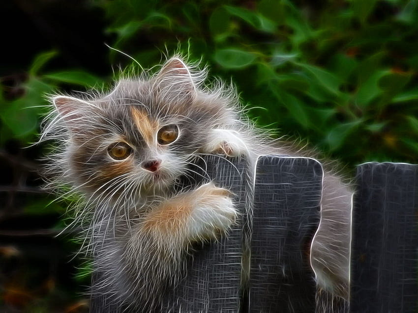 แมวบนรั้ว ลูกแมว หวาน คิตตี้ น่ารัก แมว ปุย ต้นไม้ ใบไม้ กำลังเล่น สีเขียว รั้ว เกม น่ารัก วอลล์เปเปอร์ HD
