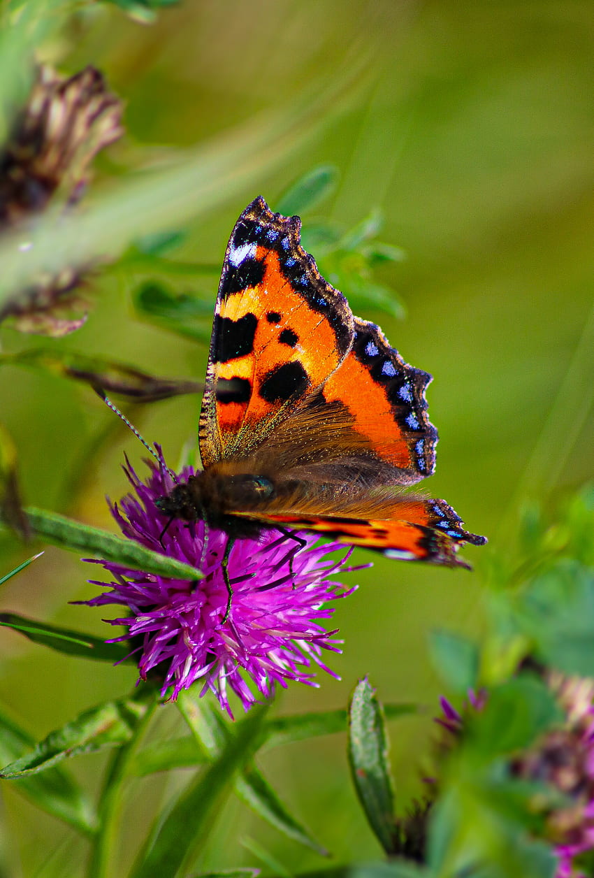 Animals, Butterfly, Wings, Cornflower, Butterfly Hives, Butterfly ...