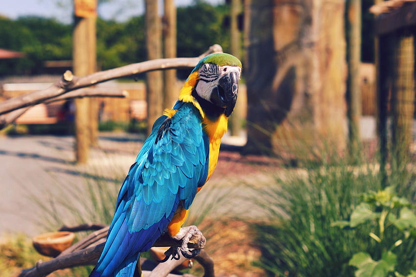 Animals, Parrots, Bird, Color, Macaw HD wallpaper