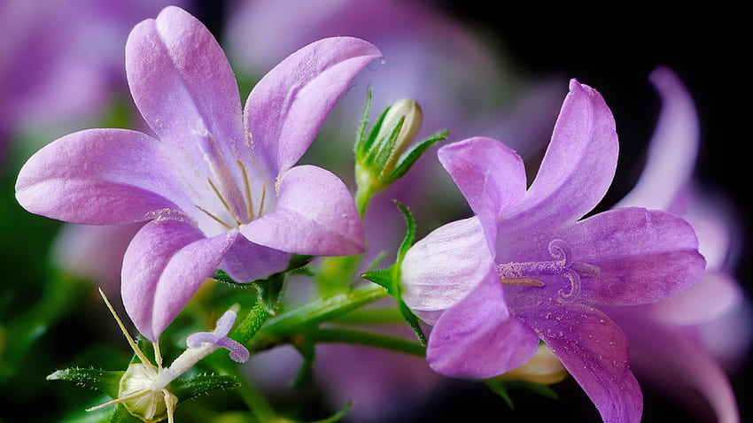 Campanula flor, púrpura, frescura, flor, hermosa, primavera, campanas fondo de pantalla