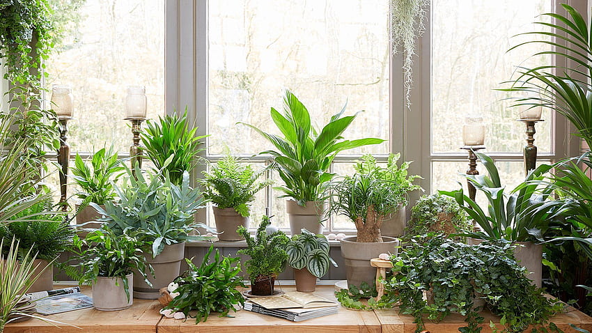 Indoor Plants , Indoor Plant HD wallpaper