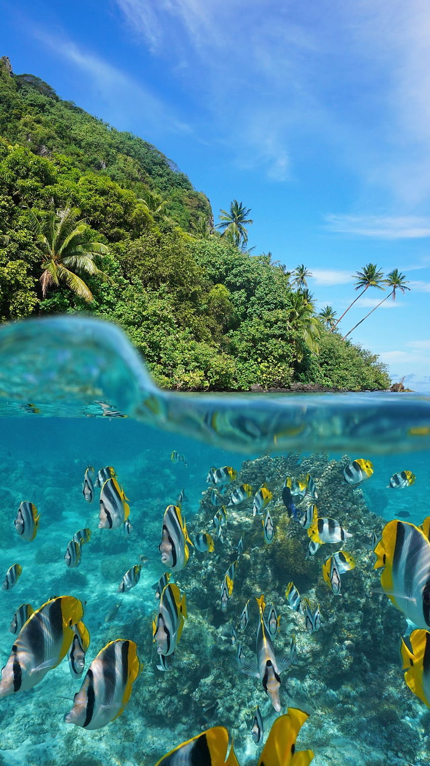 Bunte Fische. Unterwasser, Ozean, Ozean unter Wasser, niedliches Unterwasser HD-Handy-Hintergrundbild