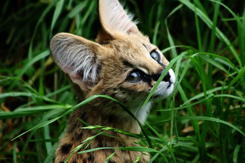 고양이 동물 잔디 옥외 serval 고품질, 고화질, 1800X1200 HD 월페이퍼