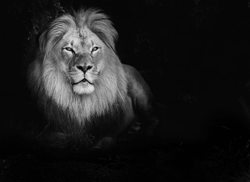 Black And White Lion, White Lion Face HD wallpaper