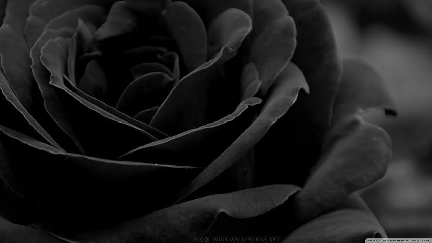 Black Rose ❤ for Ultra TV • Wide, Ultra Wide Dark HD wallpaper