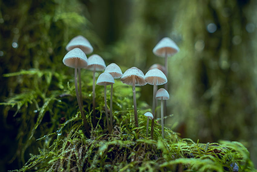 White Fungi · Stock, Fungus HD wallpaper