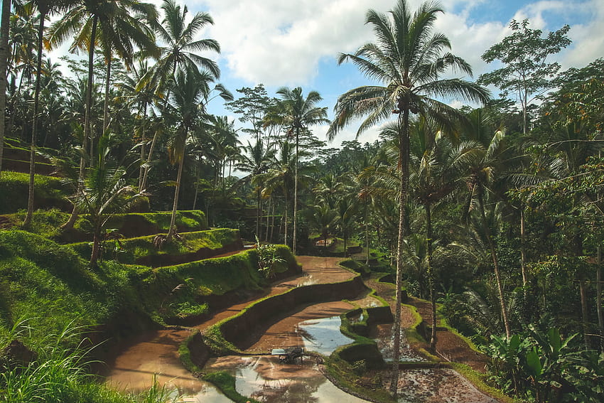 Landschaft Bali Frische Kuta Palmen HD-Hintergrundbild
