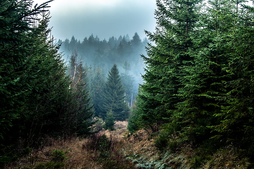 Природа, дървета, гора, мъгла, клони, ела, смърч HD тапет