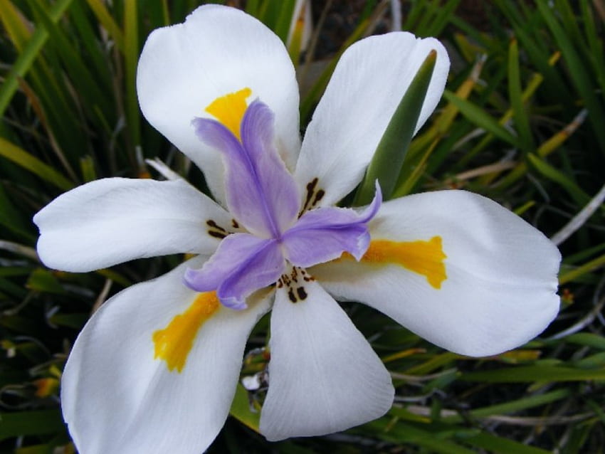 White Iris of Peace, purple, iris, white, peace, nature, flowers HD wallpaper