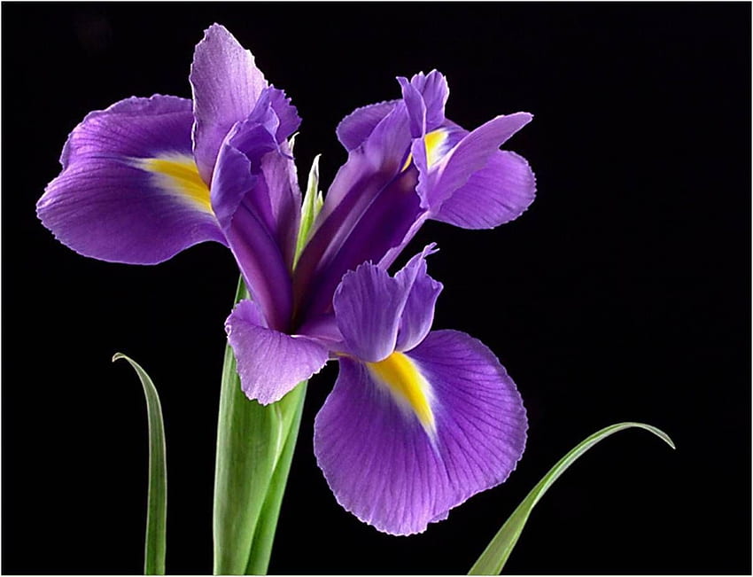 FIOLETOWY IRYS. Fioletowe kwiaty tęczówki, kwiaty tęczówki, purpurowe tęczówki Tapeta HD