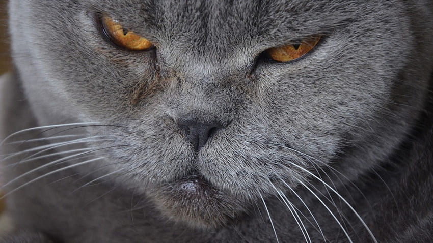 Gato Irritado, Close Up, British Shorthair, Gatos papel de parede HD