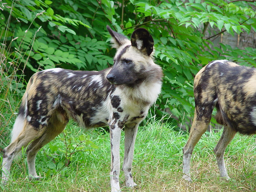 African Wild Dog, african dogs, animals, wild dogs, nature, spotted dogs HD wallpaper