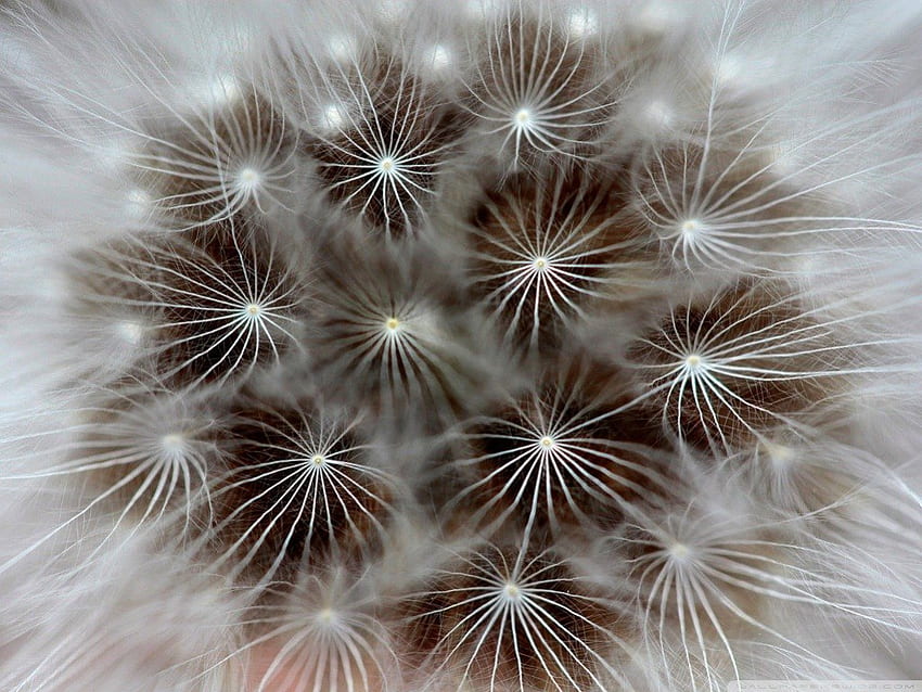 WHITE HEAD OF SEEDS, weeds, white, dandelion, beautiful, close up, sparkle, lights, cool, , flowers, lovely, macro HD wallpaper