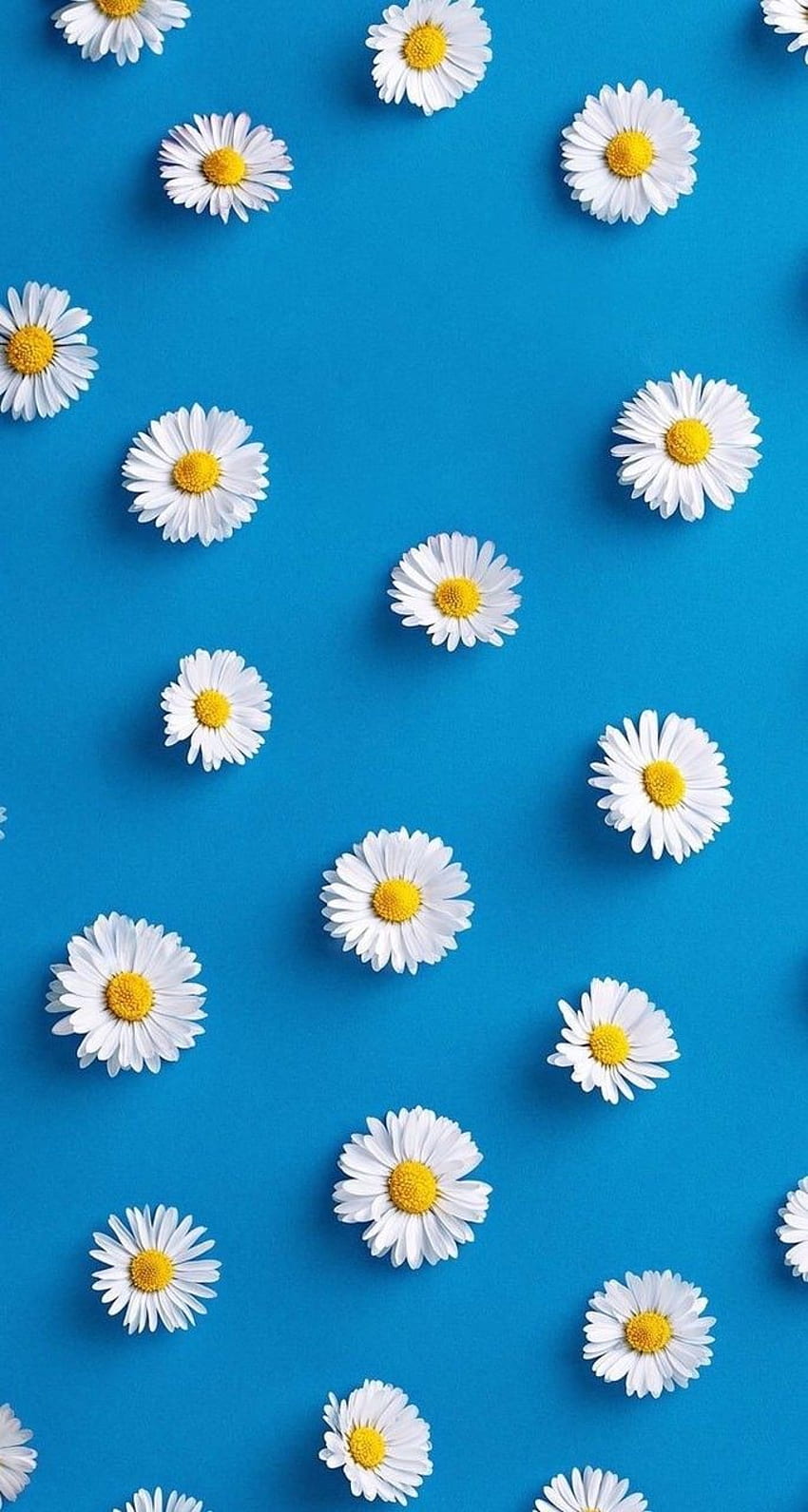 Pastel Cute Daisy Wallpapers Images  Free Download on Freepik