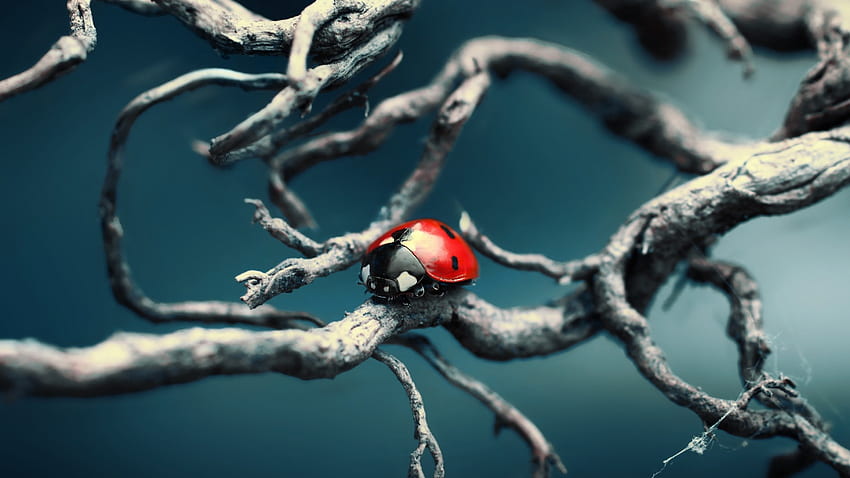 Lady bug, other, graphy, entertainment HD wallpaper