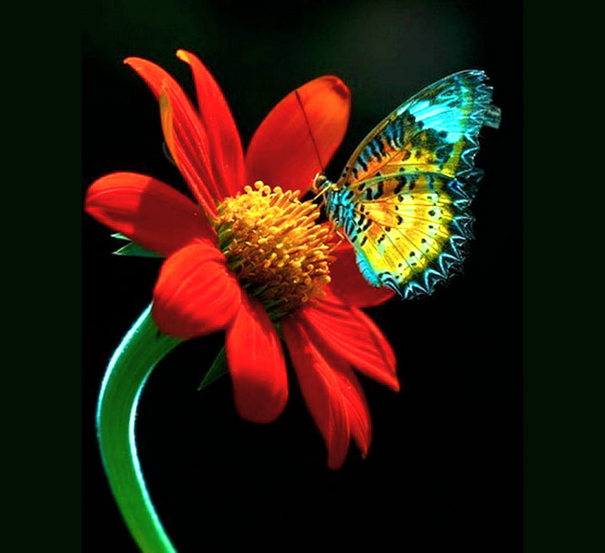 Colores, colorido, mariposa, amarillo, flor, rojo. fondo de pantalla