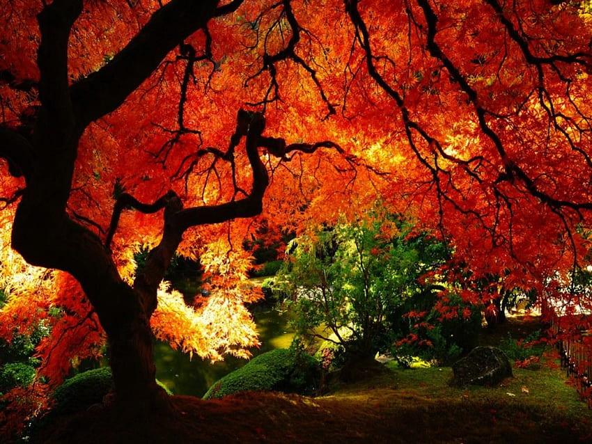 Огнено червено кленово дърво през есента, цветно, есен, дълбоко, оранжево, листа, клен, червено, богато, есен, огън HD тапет