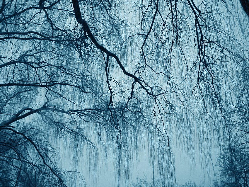 Weeping Willow [] for your , Mobile & Tablet. Explore Weeping Willow . Willow Tree HD wallpaper